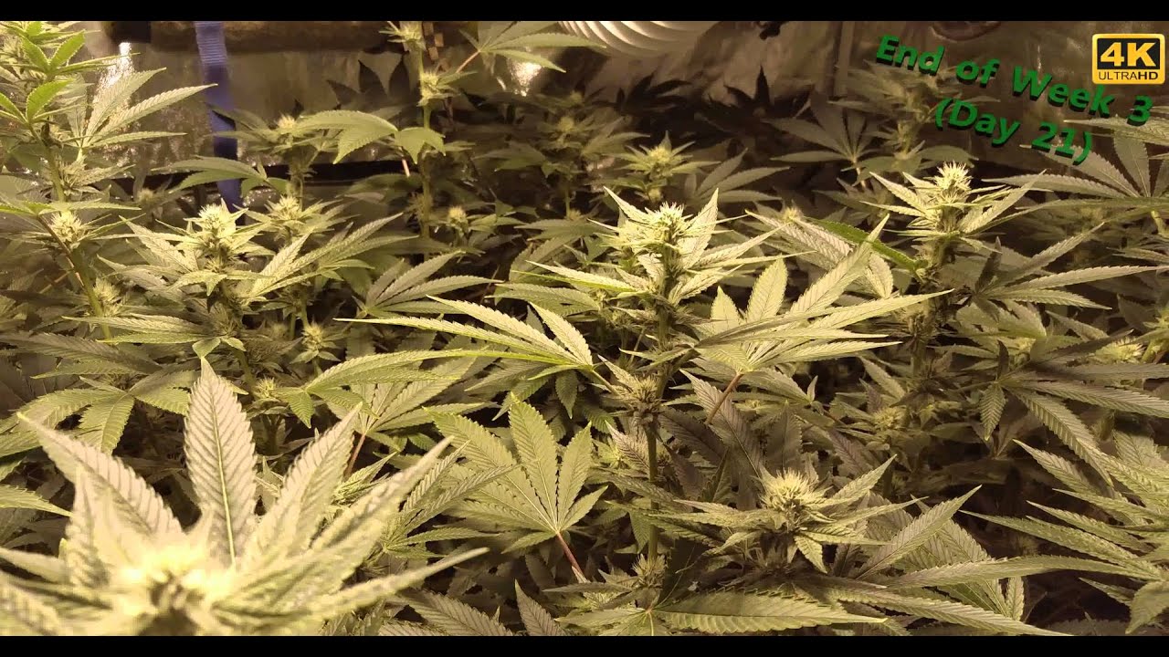Gorilla Glue #4 Week 3 Flowering