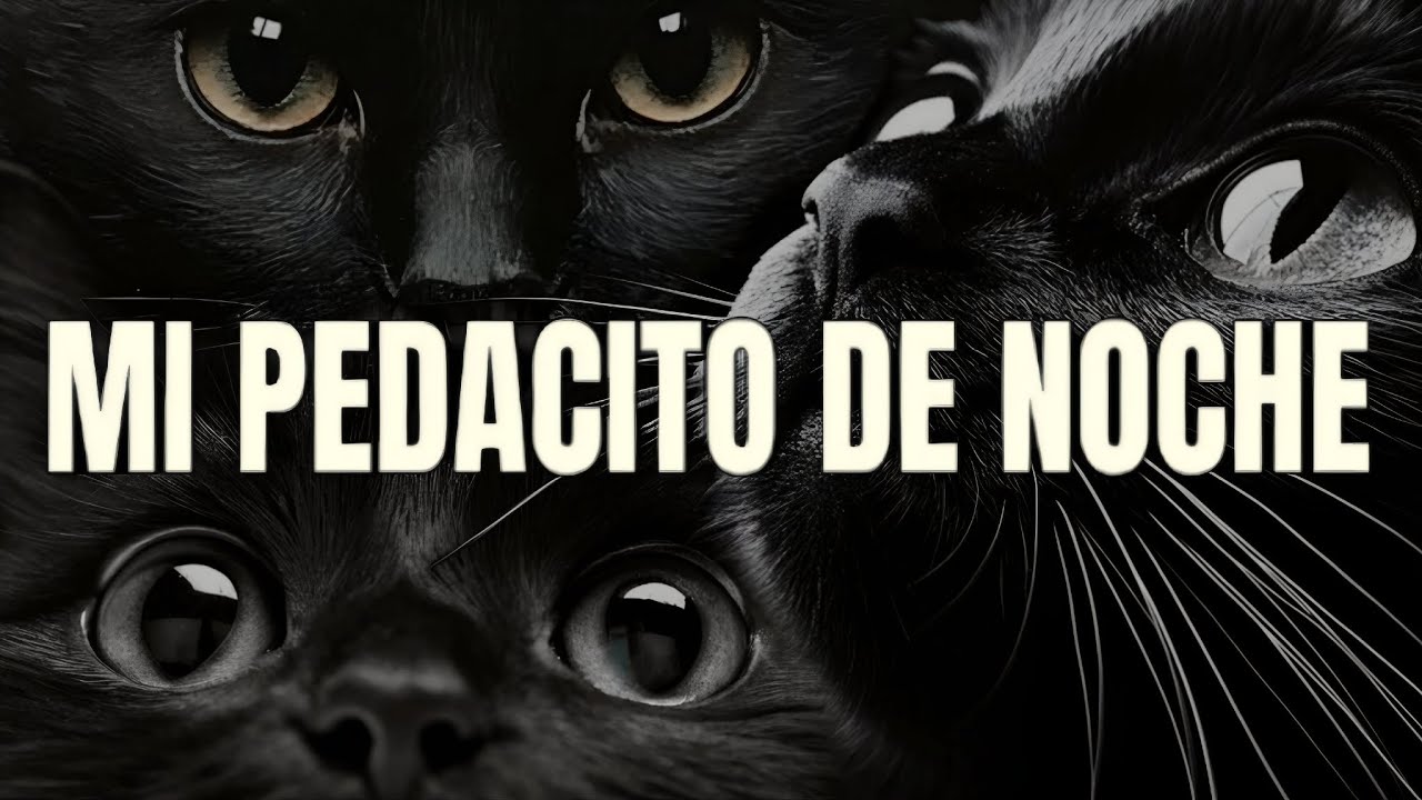 Mi Pedacito de Noche 🖤 Canción para Mi Gato Negro