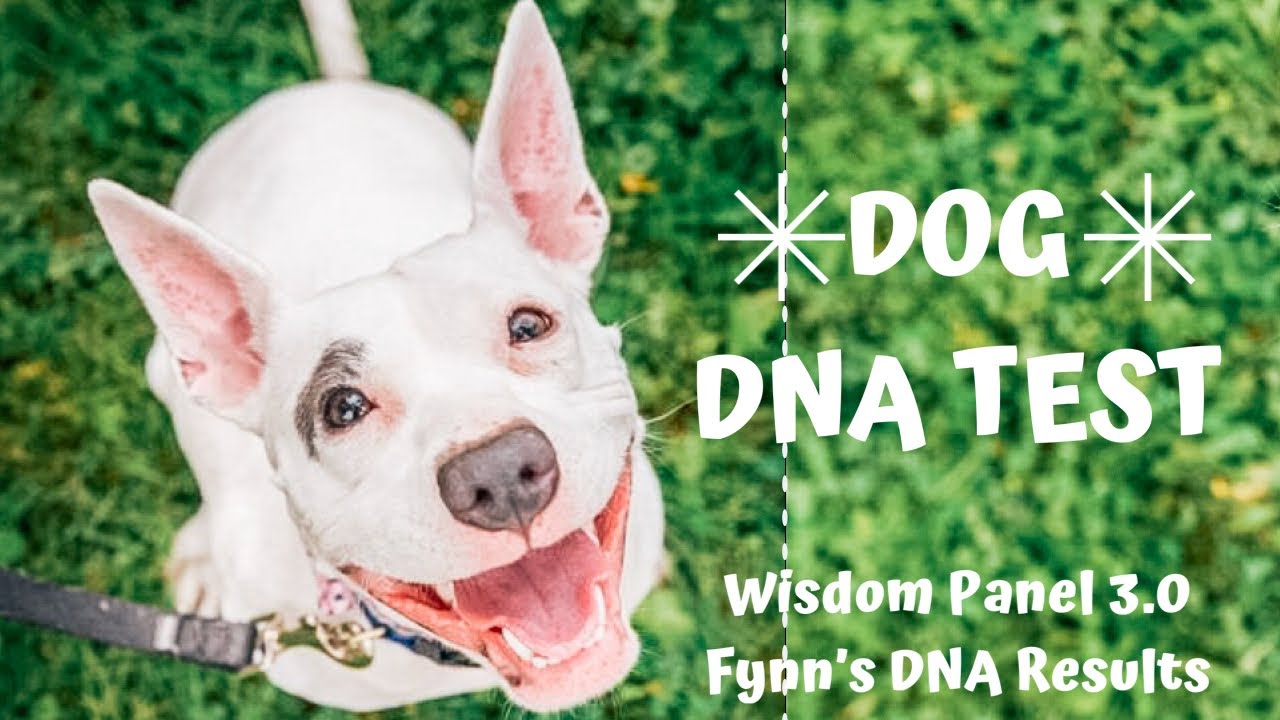 Wisdom Panel Dog DNA Test Review | Fynn's Results