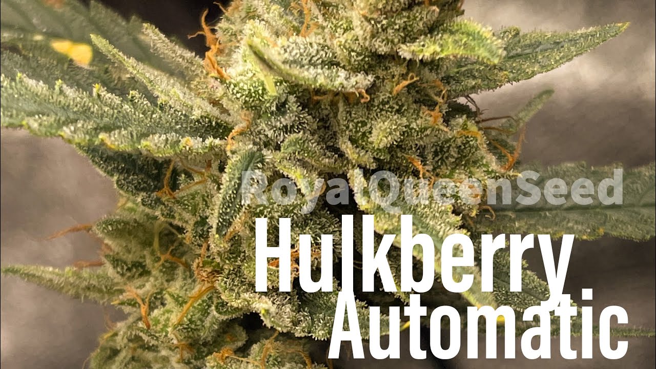 WeedStock : Hulkberry Automatic (65% sativa) Royal Queen Seeds (Fail)