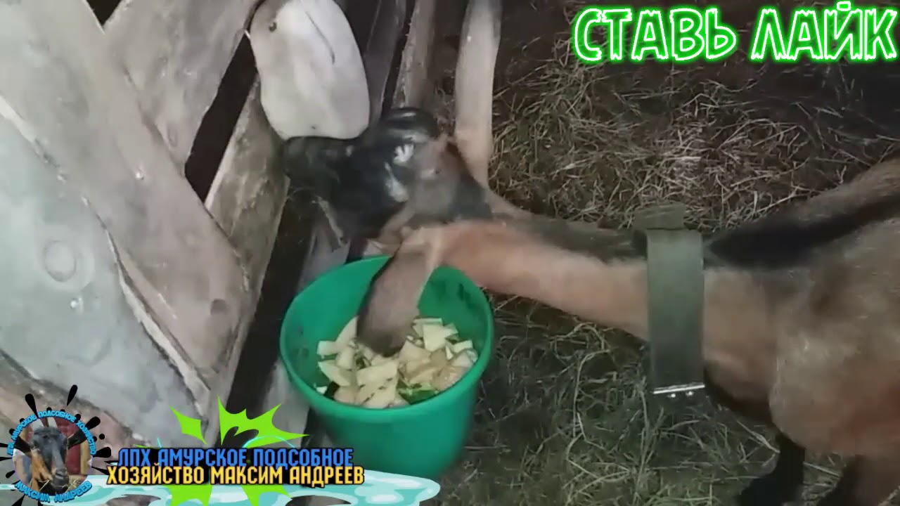 Кетоз у козы что делать?