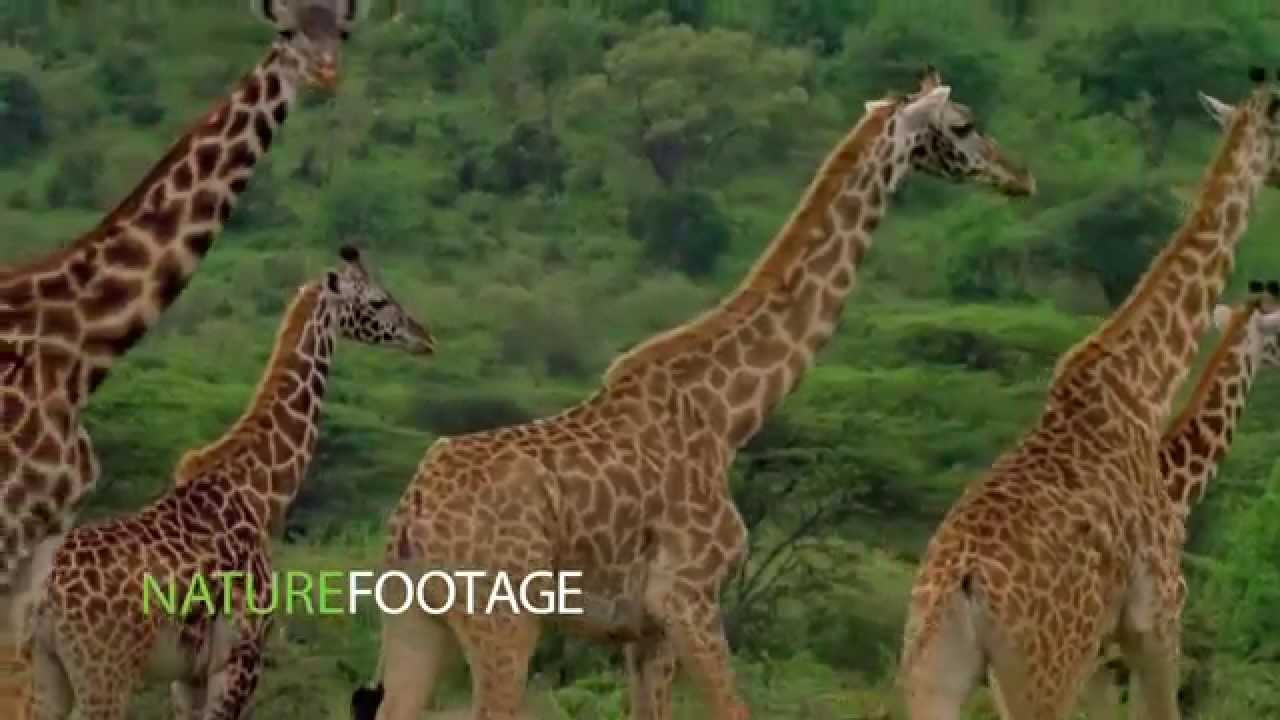 NatureFootage Mammals Demo Reel
