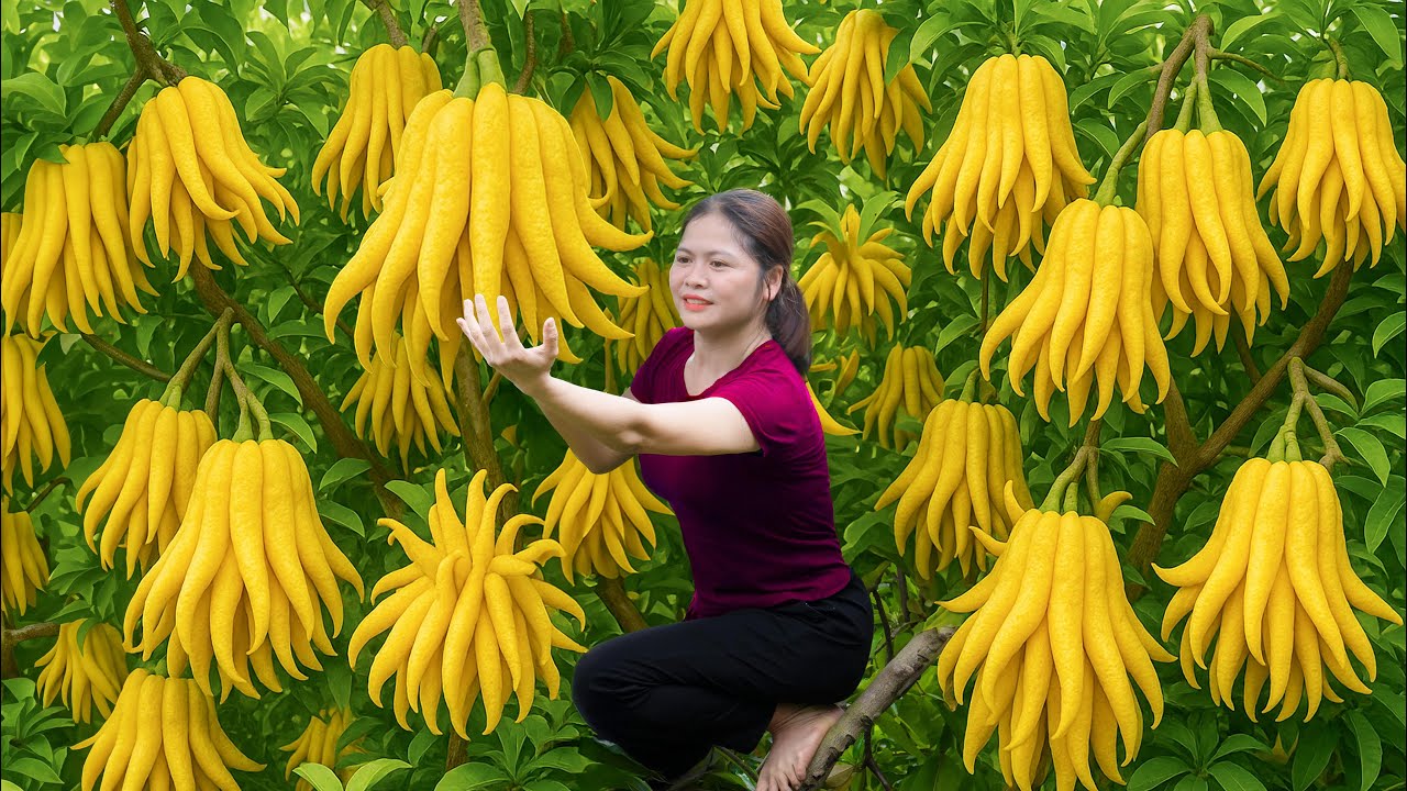 Harvesting Rare Giant Buddha's Hand Fruit | Most Wanted Holiday Citrus Sells Out Fast at Market