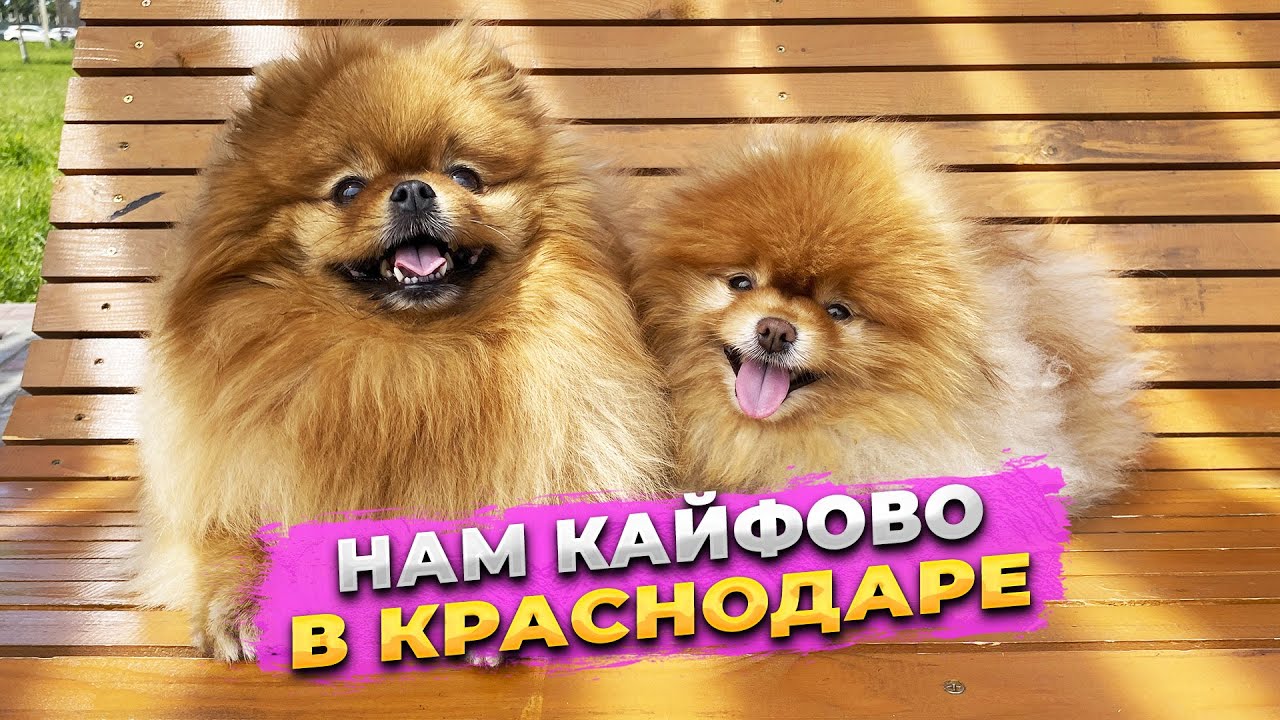 Краснодар 2025, МКР Любимово, вольер для собак
