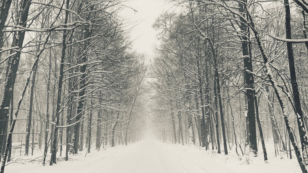 Białowieża National Forest - Puszcza Białowieska - Winter/Zima 2021