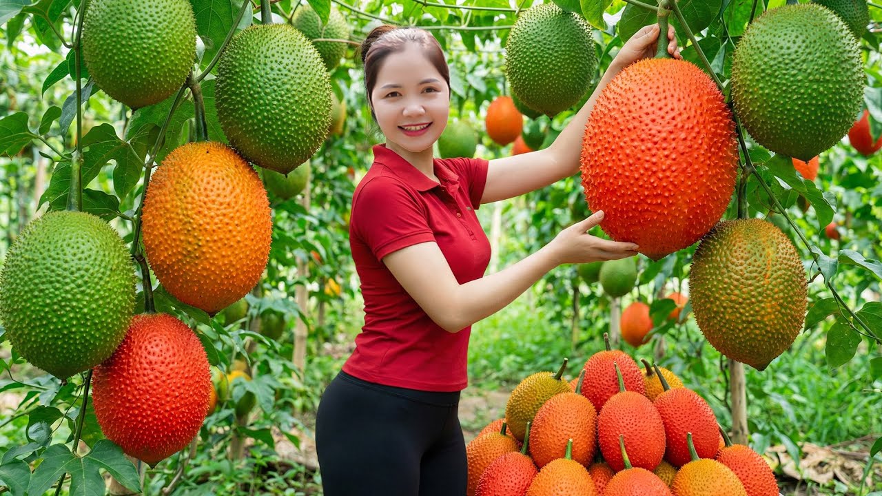Harvesting 1000+ Gac Fruit Goes To Market Sell - How to Make Delicious Gac Sticky Rice – Bright Red
