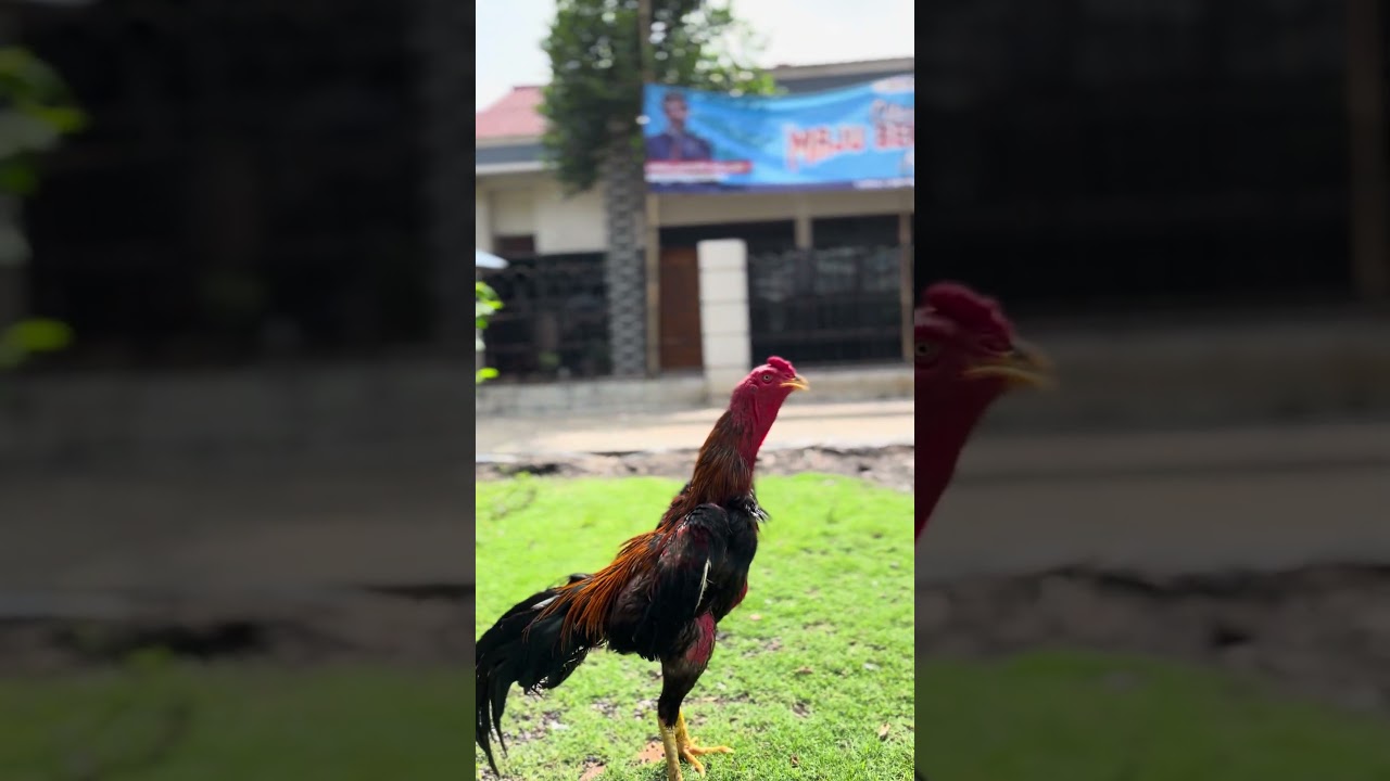 Cuma ayam untulan