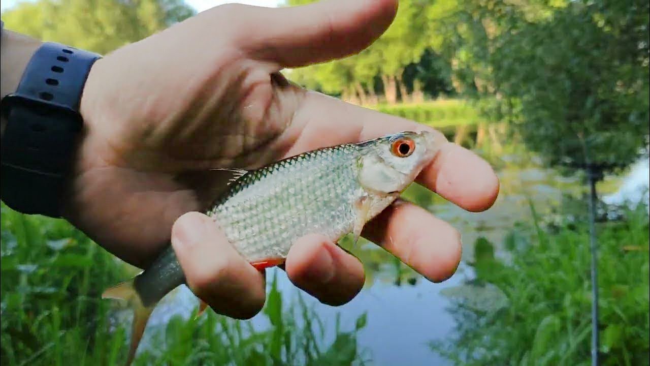 🎣Как наловить плотвы на фидер / Kaida Inspiron 390 тест 90 / Amunk 4500
