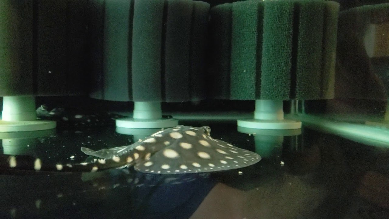 Leopoldi Stingray Settling In