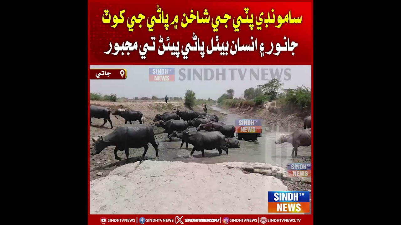 Samoondi Patti Ji Shakhan Mein Pani Ji Kot, Janwar Ain Insaan Beethal Pani Peen Te Majboor