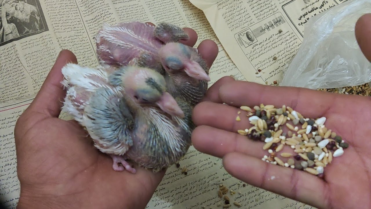 جوجه کبوتر .دان دادن با دست به جوجه کبوتر .