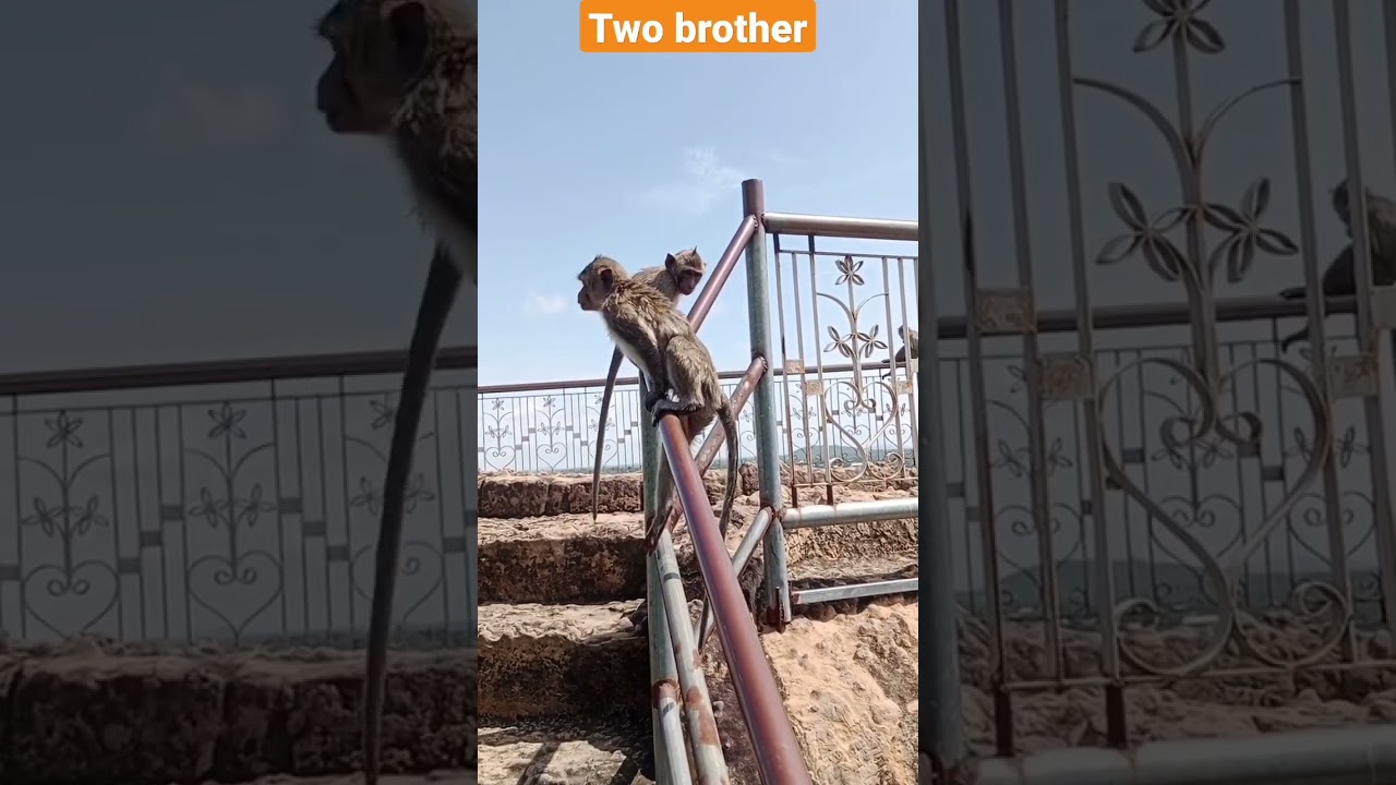 Two brother #love #monkey #happy