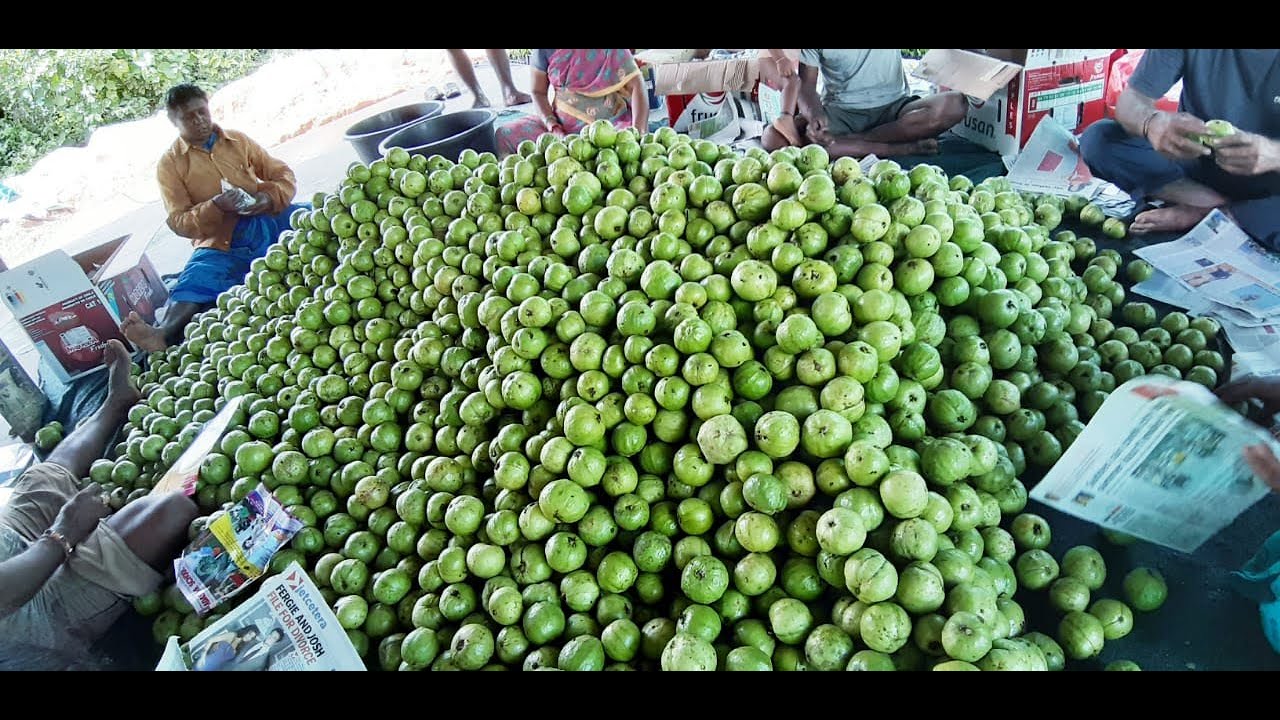 Royal Green Guava Plantation, information and Uses of Fertilizers call 9019162251,9980378859