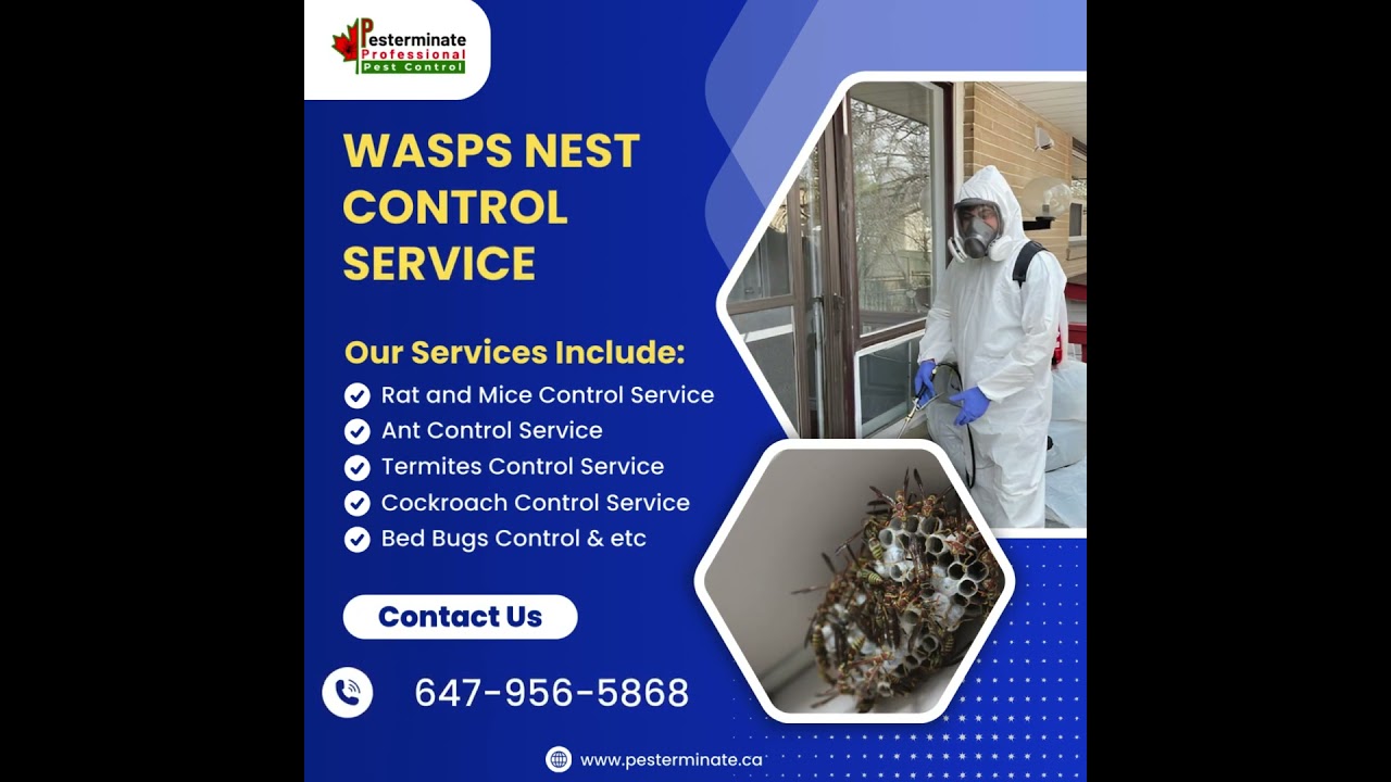 Wasps Nest Control Service in Toronto