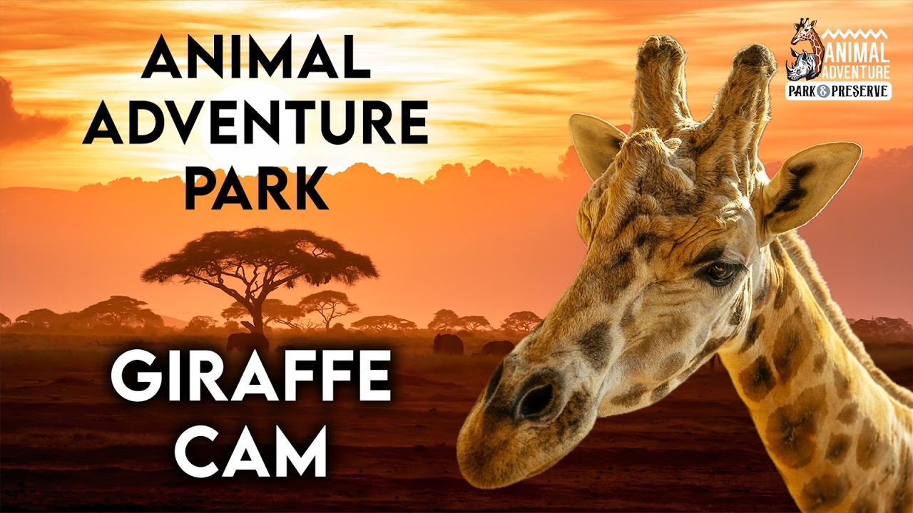 Giraffe Deck Cam - Animal Adventure Park