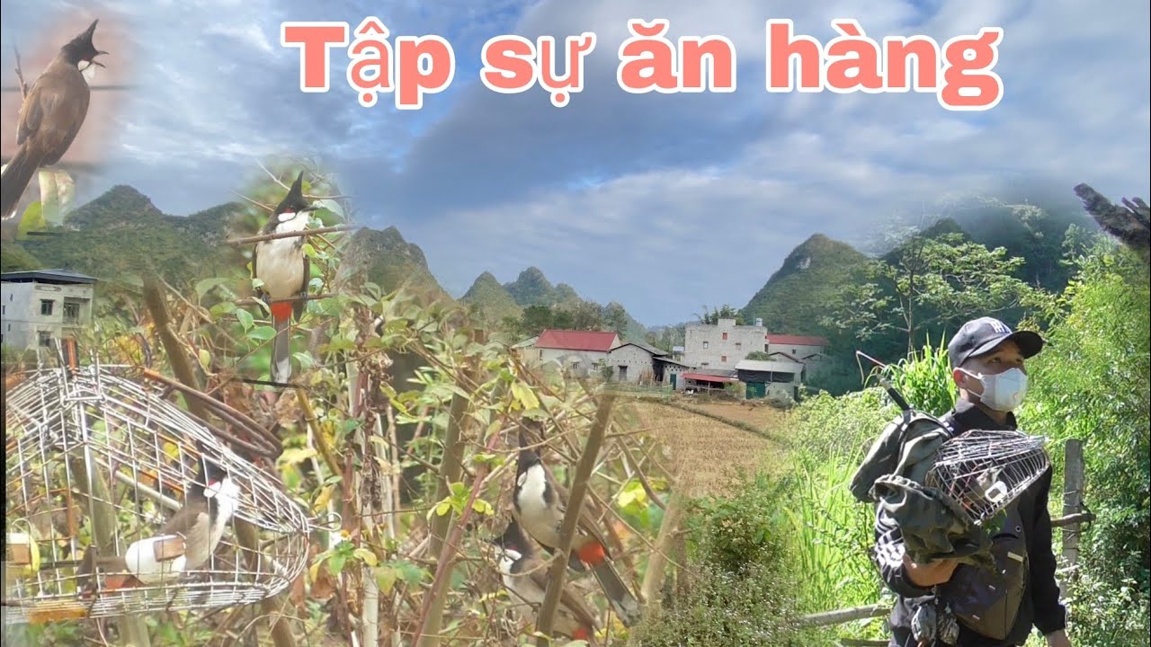 Mồi tập sự ra trận 5p ăn h&agrave;ng chim m&ugrave;a di cư rất l&agrave; chiến |Huy sky
