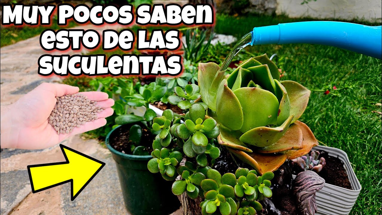 RIEGA así tus SUCULENTAS y CACTUS y me darás las Gracias! Como y cada Cuanto Regar Plantas en Casa