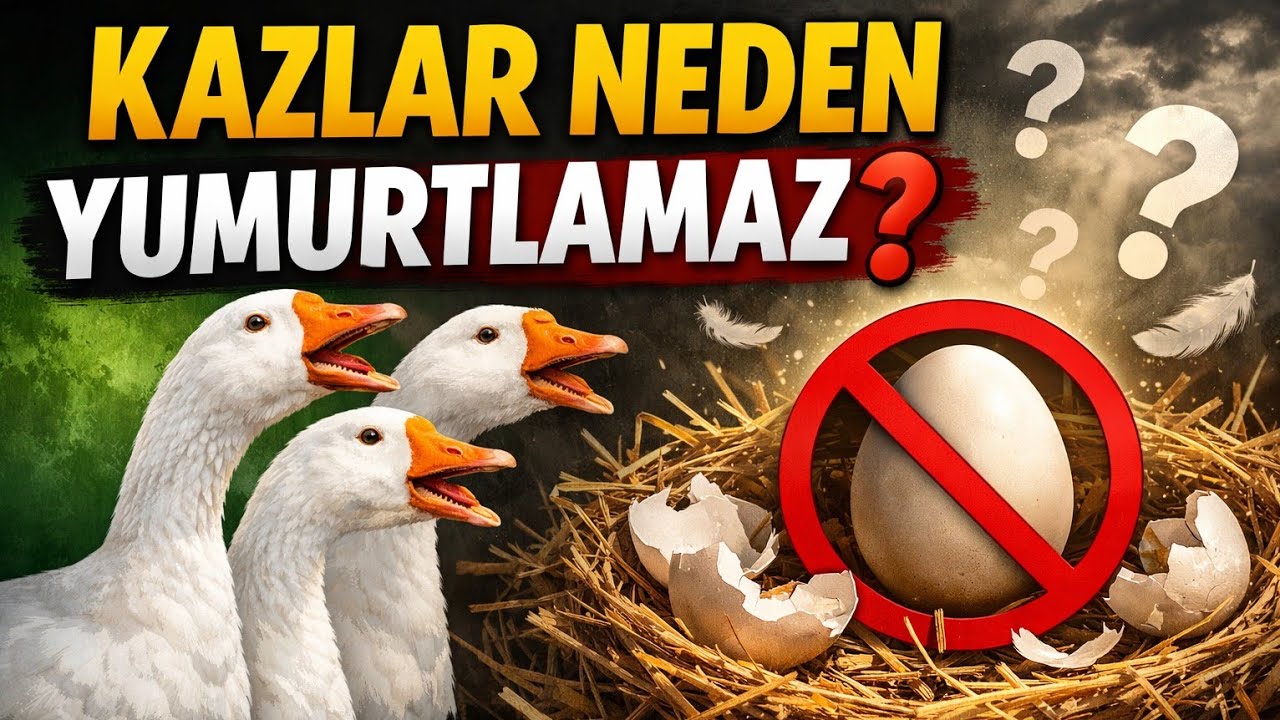 KAZLAR NEDEN YUMURTLAMAZ? Bu 10 Nedene Dikkat Edin!
