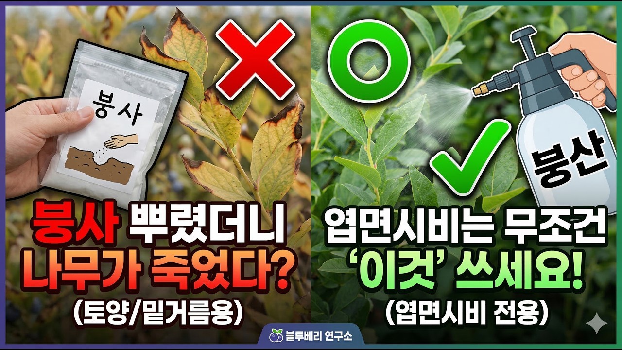 붕사 사러 가기 전 필독! 블루베리 엽면시비, 아무거나 뿌리면 나무 다 죽습니다.