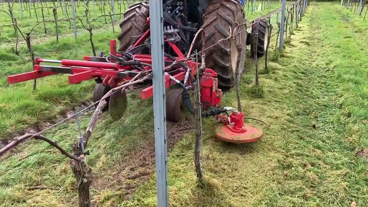 Strimming in a vineyard