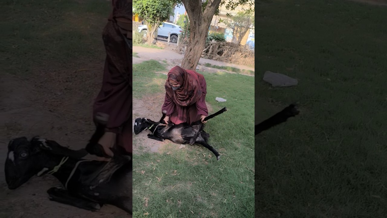 Bakra Lita Diya❤️🔪 #punjabisong #love #anaya #bakra #dailypakitan #shorts