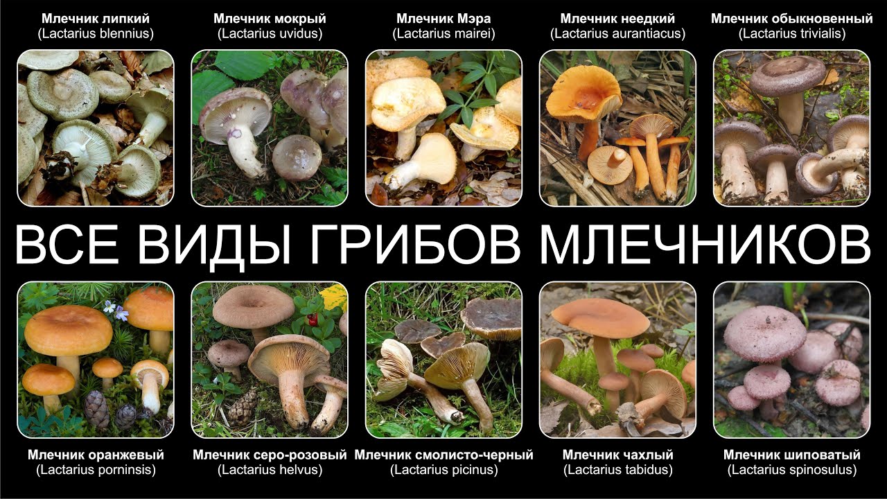 ВСЕ ВИДЫ ГРИБОВ МЛЕЧНИКОВ ЧАСТЬ ВТОРАЯ