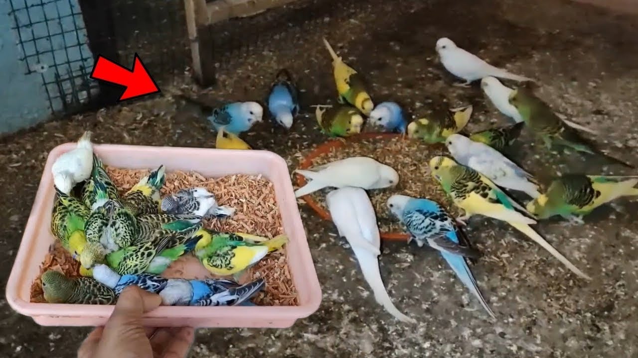 Budgies Colony Breeding Secret 🤫