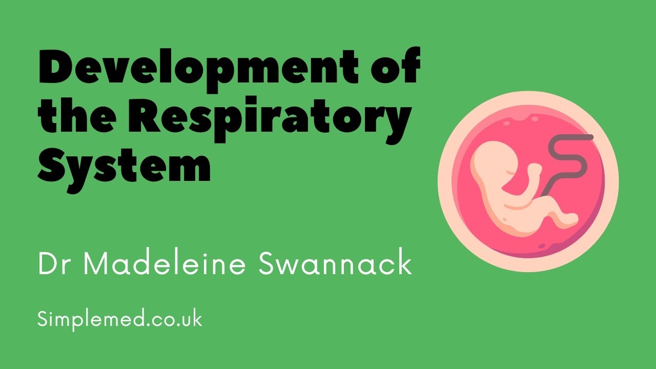 Development of the Respiratory System | SimpleMed Respiratory Lecture Series | Dr Swannack