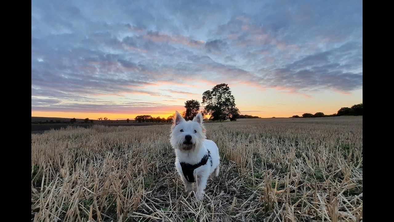 tin tin's first year with his new family