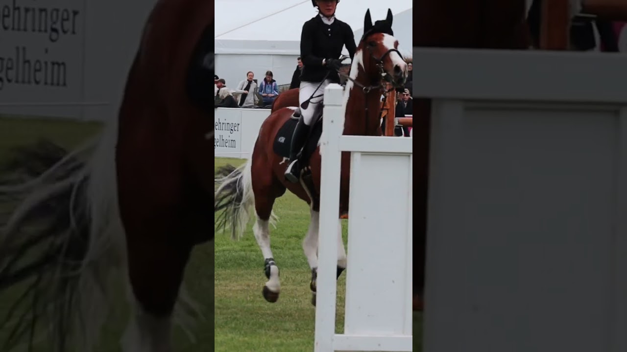 👀 Beautiful horse jumps 1.45m😍
