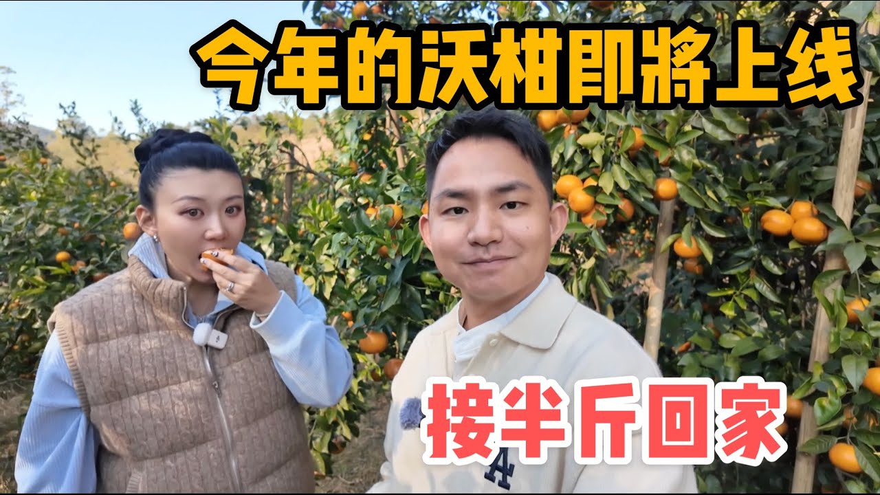 L315集：来摘柑橘了！同时迎接半斤少爷回家，看看到了新家他什么反应？「ENG SUB」