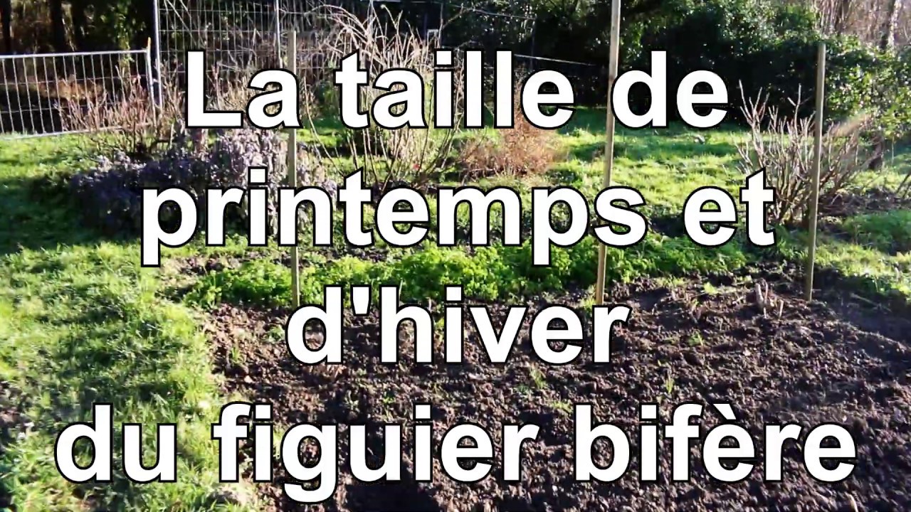 Figuier, Comment tailler le figuier bif&egrave;re l'hiver et au printemps