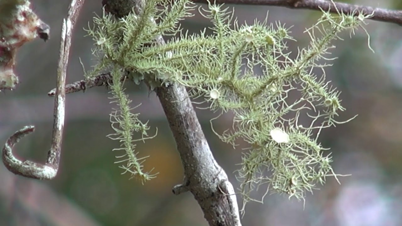 Old Man's Beard Lichen Species Overview