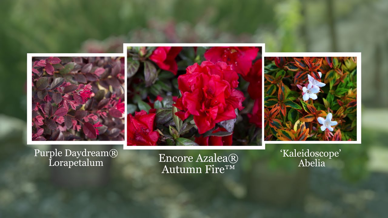 Encore Azaleas // Autumn Fire