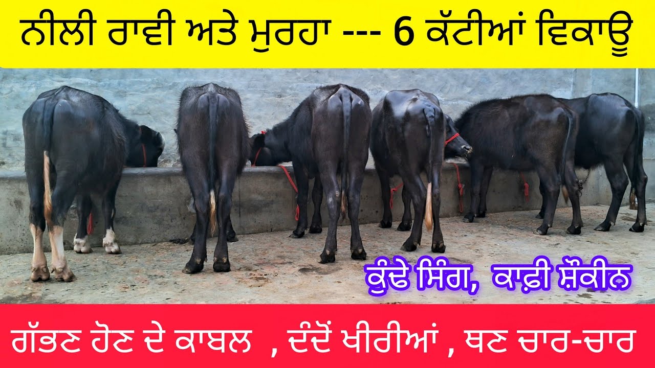 2 ਸਾਲ ਤੱਕ ਉਮਰ ਦੀਆਂ -- 6 ਸੋਹਣੀਆਂ ਕੱਟੀਆਂ ਵਿਕਾਊ  98552-87584  niliravi and murah heifers for sale .