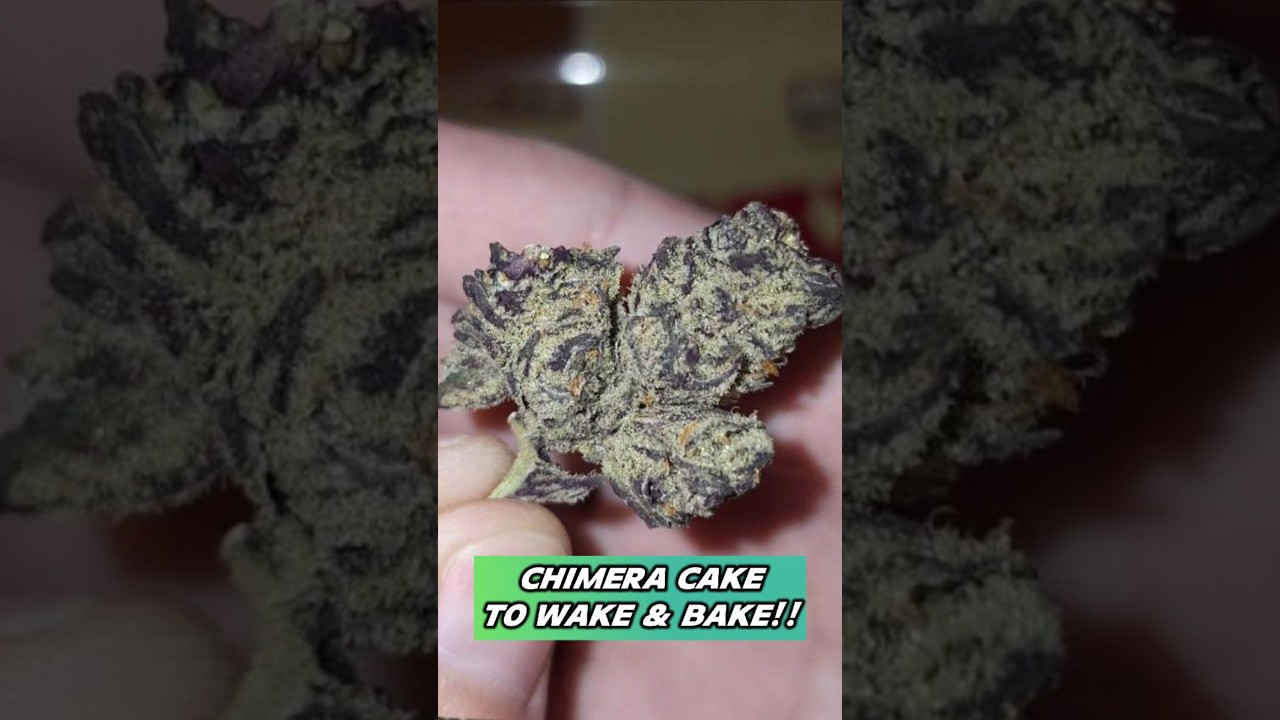 Chimera Cake Cannabis In A Wake & Bake Joint!!