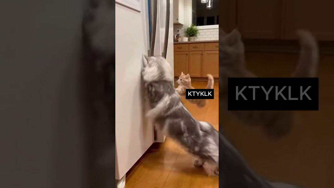 #кот #приютибездомных #забавныекошки #смешной
