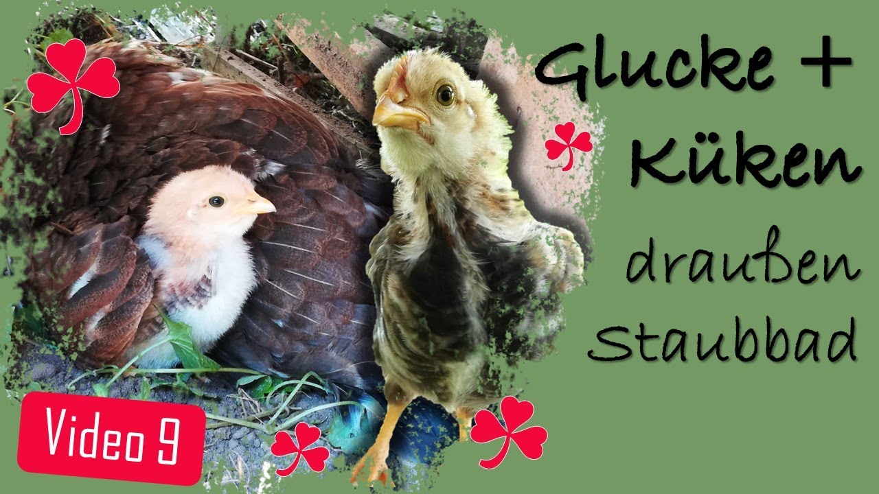 Hühner 9 🐥🐔🌳 Glucke mit Küken das erste Mal raus  💨🛁😍 Staubbad nehmen 🧹 Gefiederpflege unserer Küken