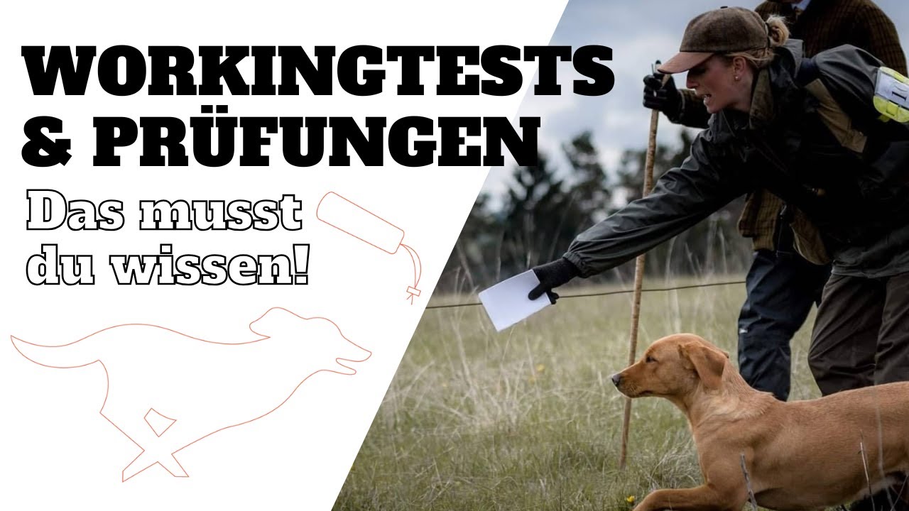 Dummy-Prüfungen und Workingtests - Das musst du wissen!