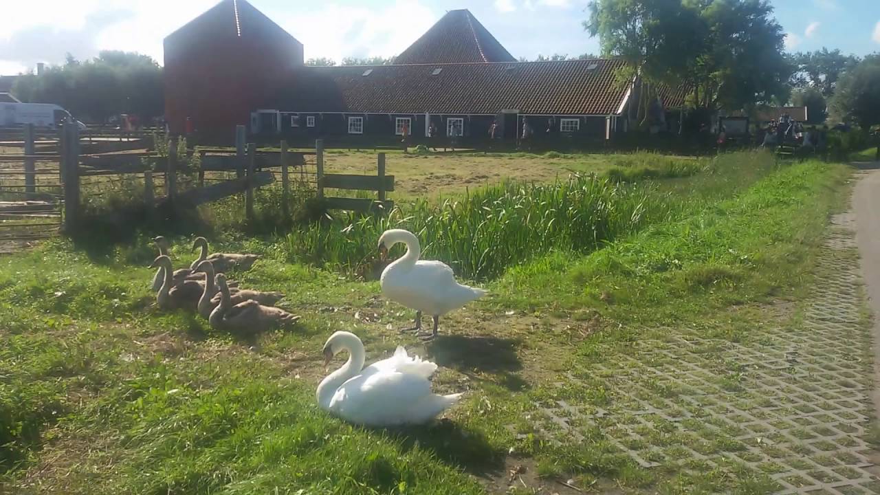 Documentary about swans in 4 languages