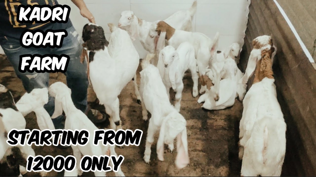 Saste Bakriya in Kadri goat farm Ahmedabad Gujarat | hypat and hyderabadi goat's collection