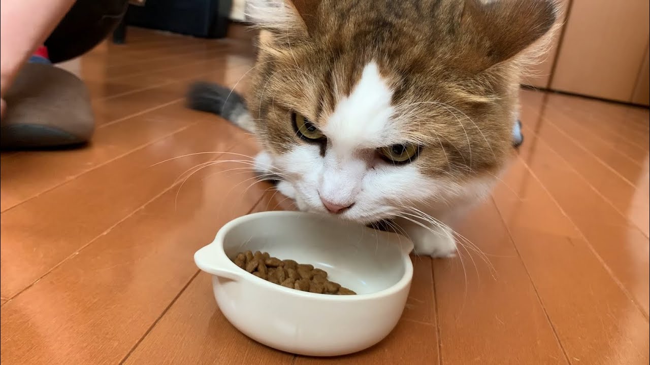 なぜか足を上げる猫