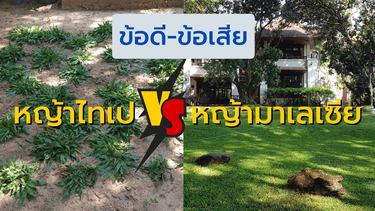 ข้อดีข้อเสีย หญ้าไทเป-หญ้ามาเลเซีย!!! #hilightgardentalk