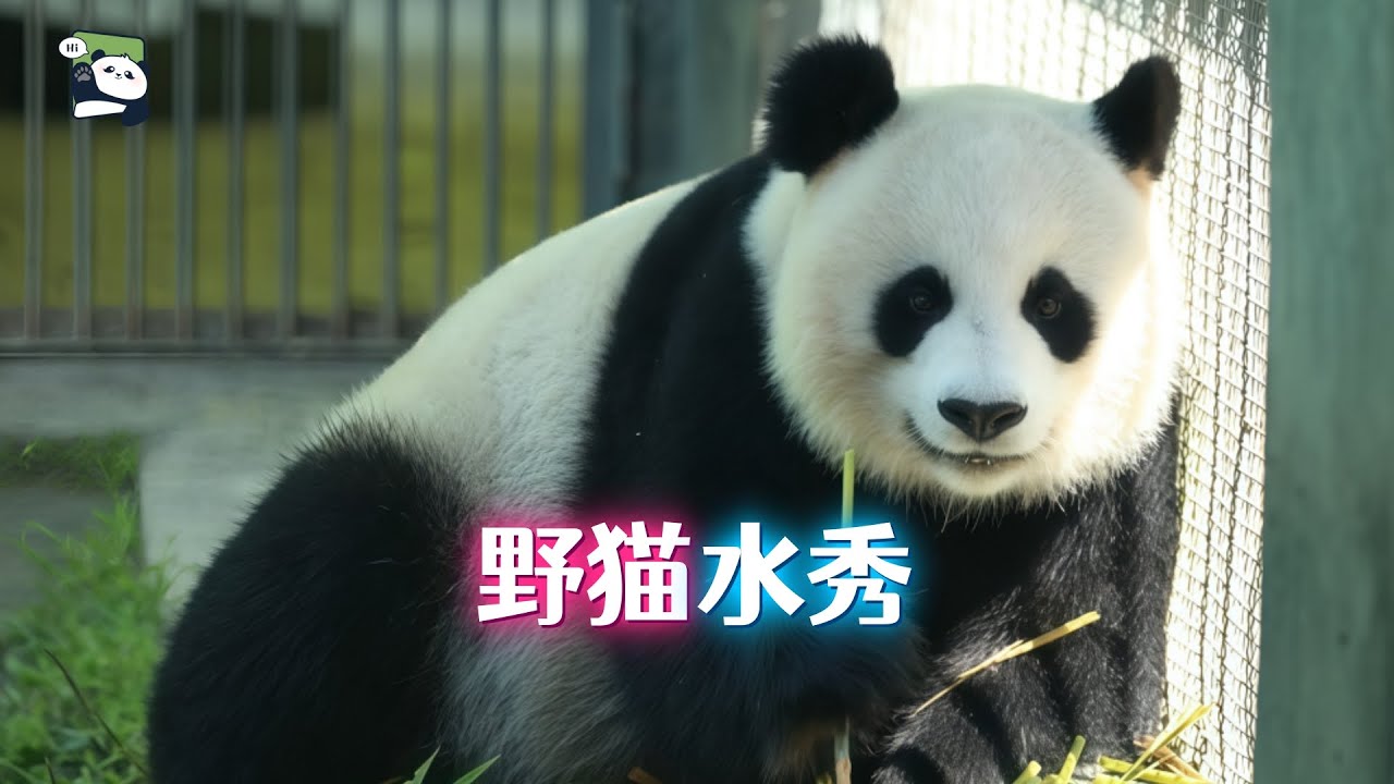 熊猫幼崽“水真气”亮相，水秀和女儿们一起生娃，来自水秀村的野生熊猫水秀的传奇故事