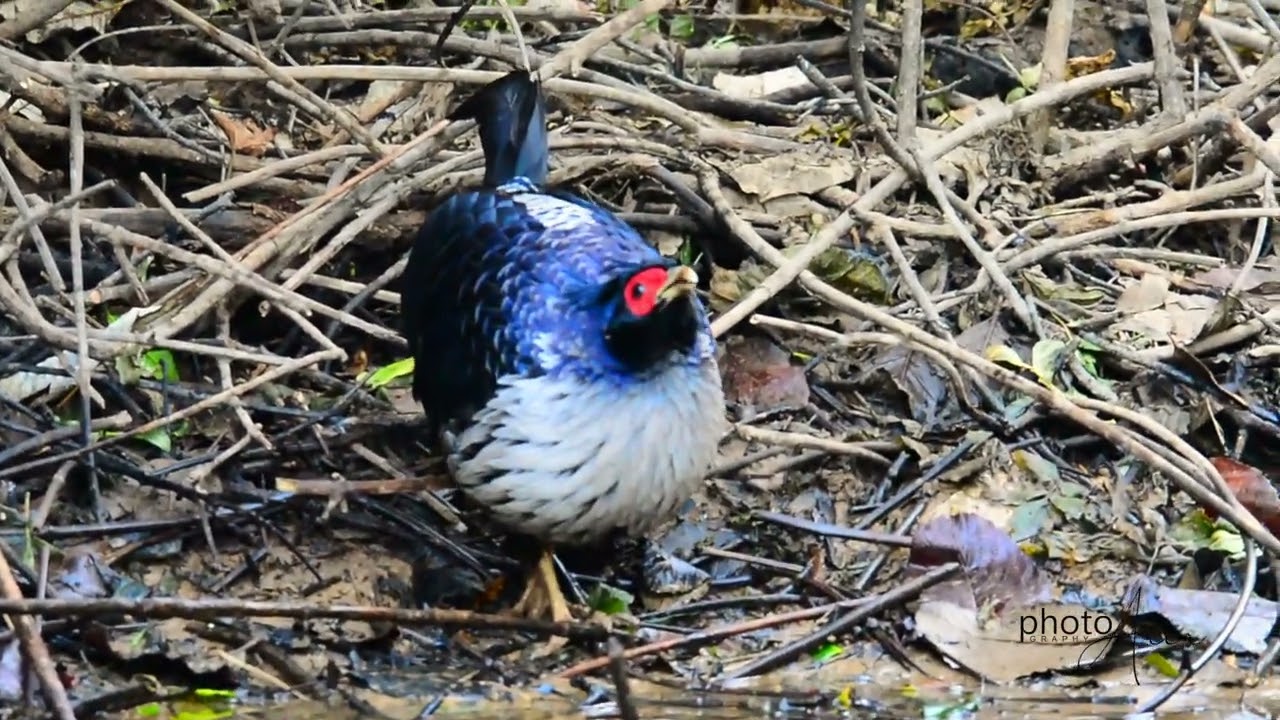 Kalij Pheasant Pair at Phulchoki Hill: Feeding, Roaming, and Drinking Water