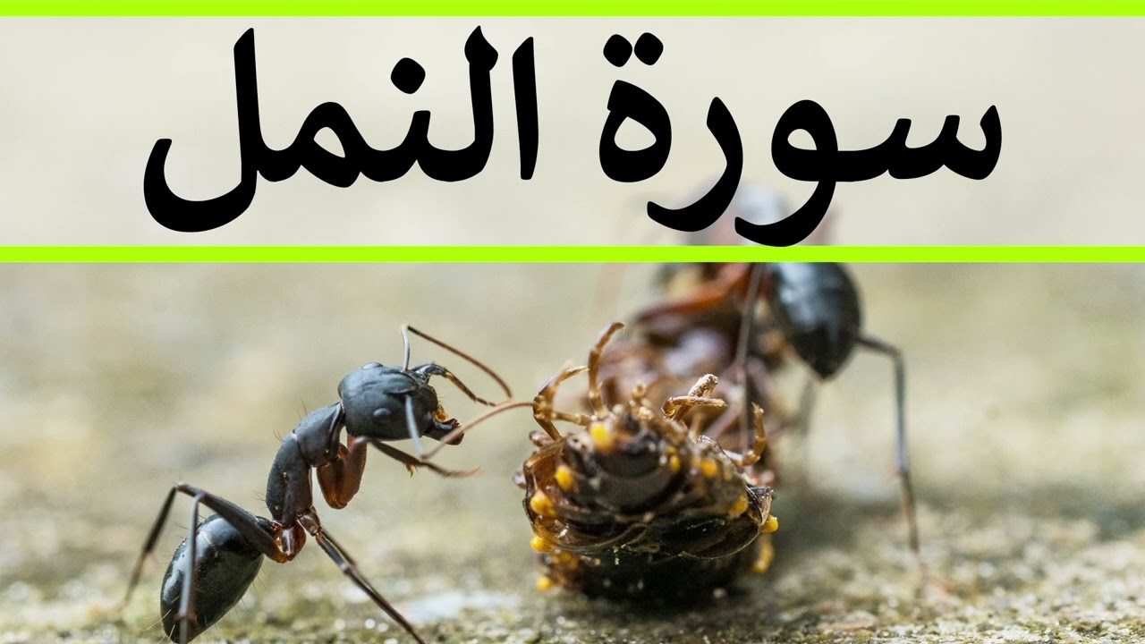 تلاوة سورة النمل كاملة للقارئ احمد الشبلي | surah An-Naml