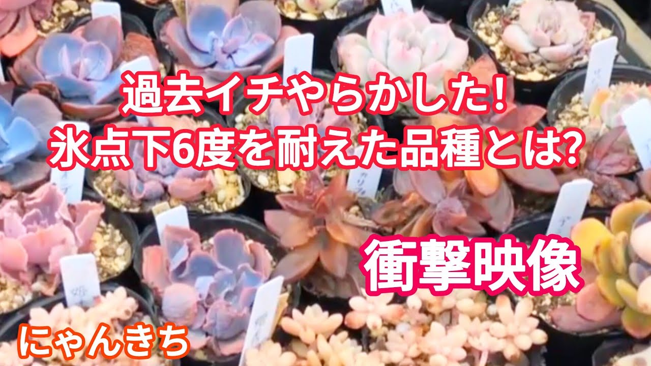 【多肉植物】初めてのビニールハウス冬越し☃️過酷なビニールハウス内で生き残った寒さに最強な品種とは？❄