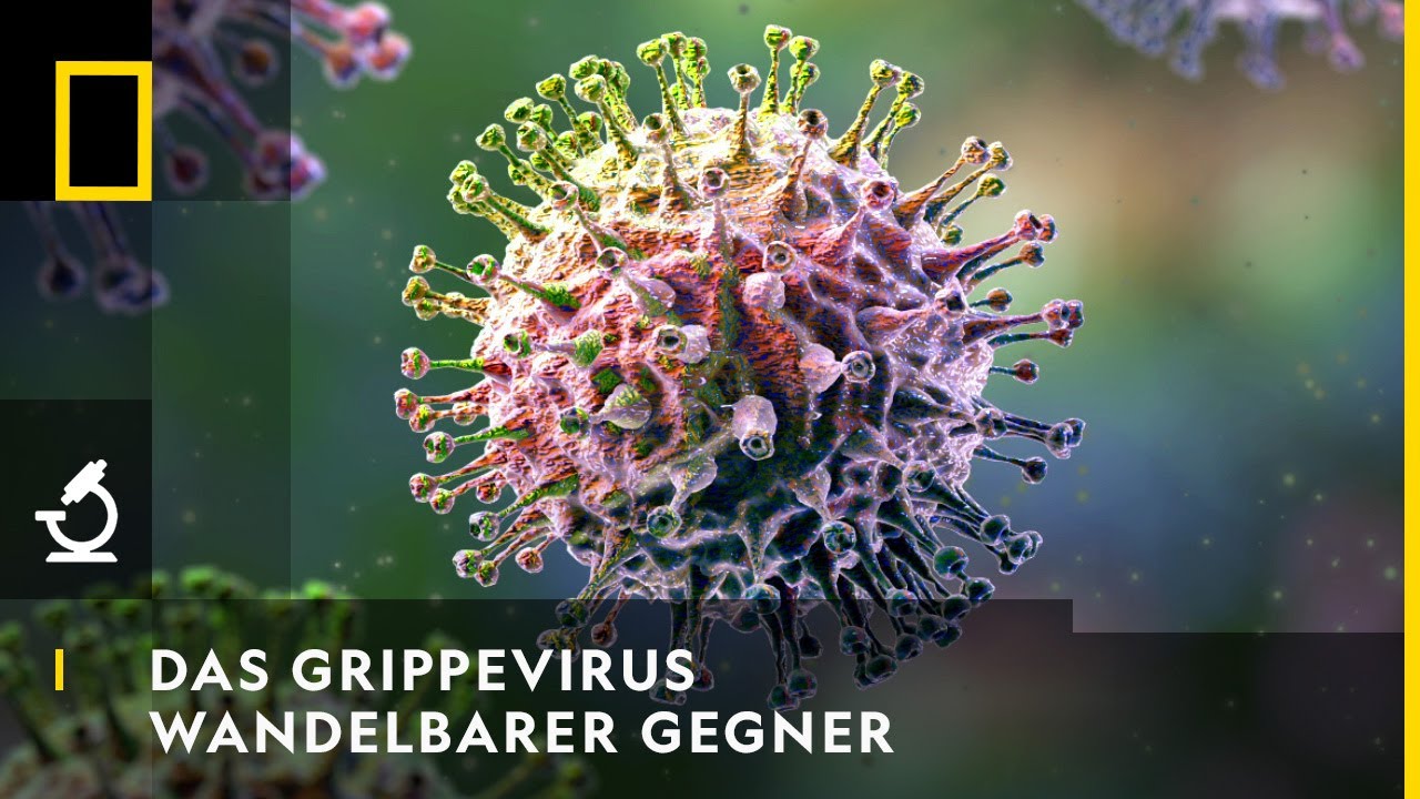 DAS GRIPPEVIRUS - Wandelbarer Gegner | National Georgaphic