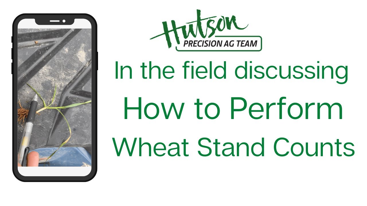 In the Field Discussing Growth Stages of Wheat