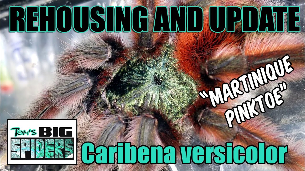 Caribena versicolor 